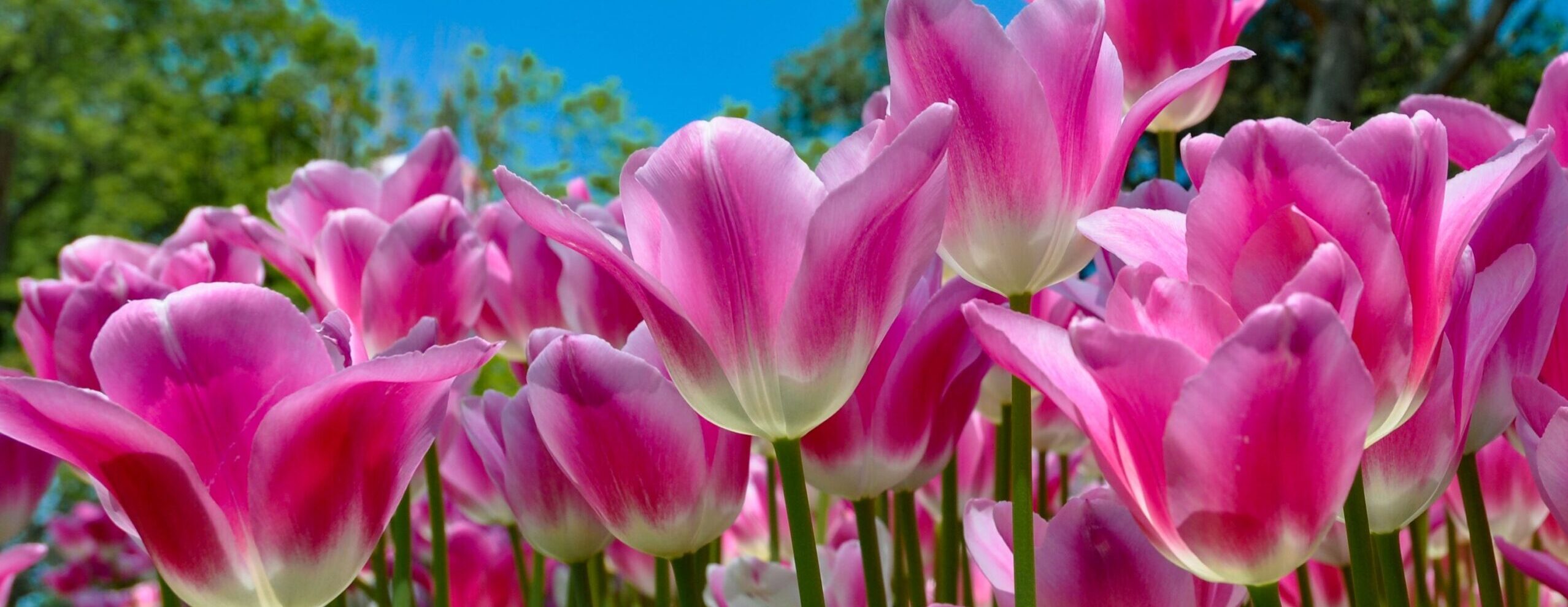 Chelsea Flower Show Corporate Hospitality